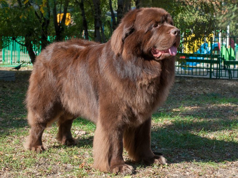 Newfoundland