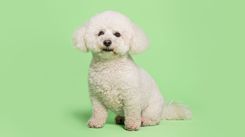 Bichon Frise