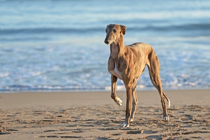 Greyhound