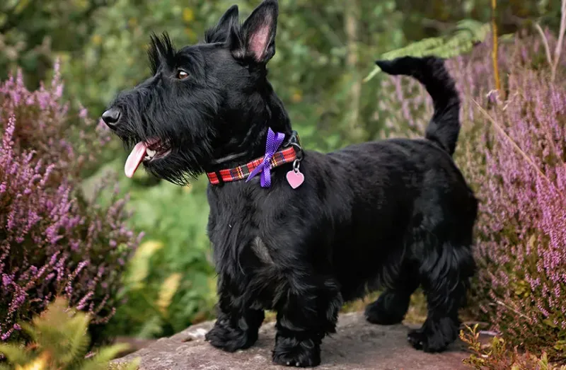 Scottish Terrier