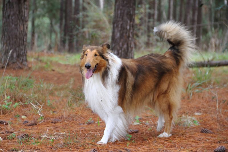 Collie