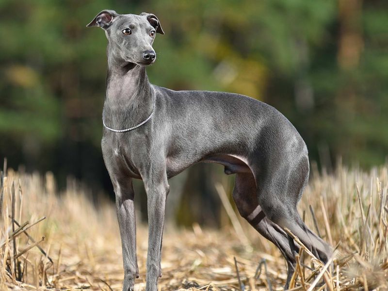 Italian Greyhound