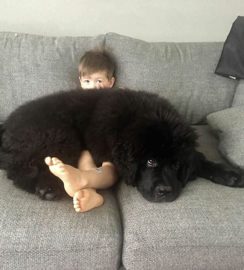 Newfoundland