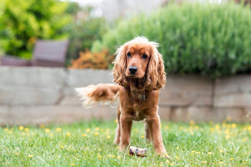 Cocker Spaniel