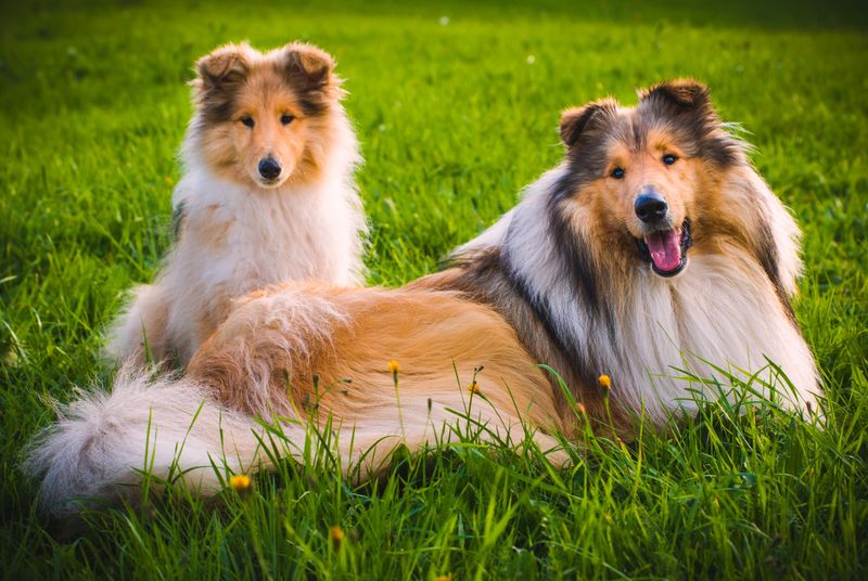 Collie Compassion Champions