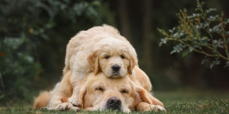 Glued-To-You Golden Retrievers