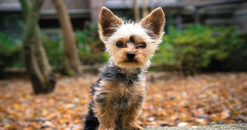 Yorkies: Tiny Shadows