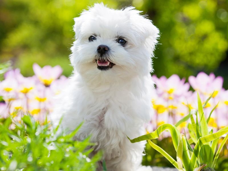 Maltese: Silk-Coated Sweethearts