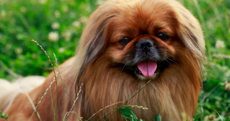 Pekingese: The Imperial Lap Dog