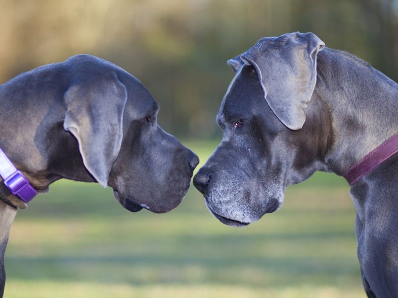 Great Dane: Gentle Giants Who Think They're Tiny