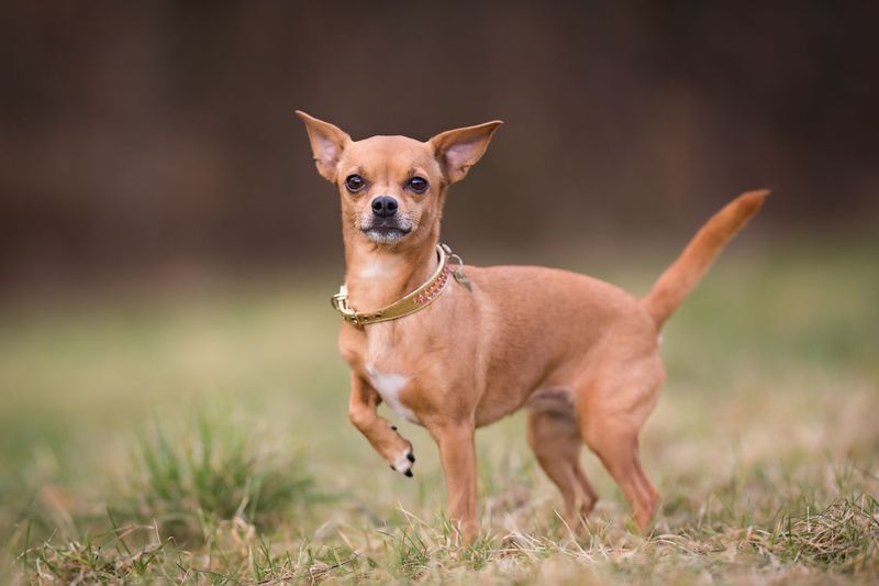 Chihuahua: The Selective Bonding Specialist