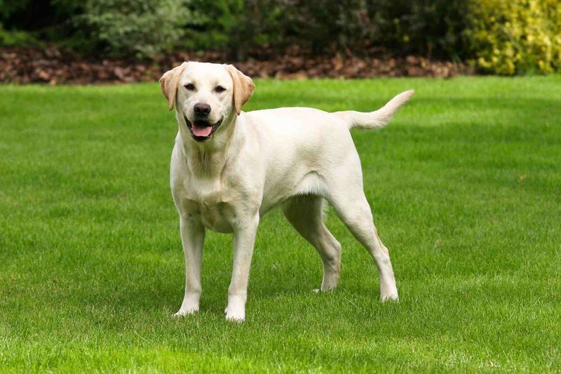 Labrador Retriever - Unshakably Balanced