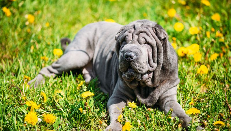 Shar Pei