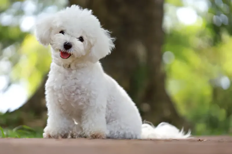 Bichon Frise