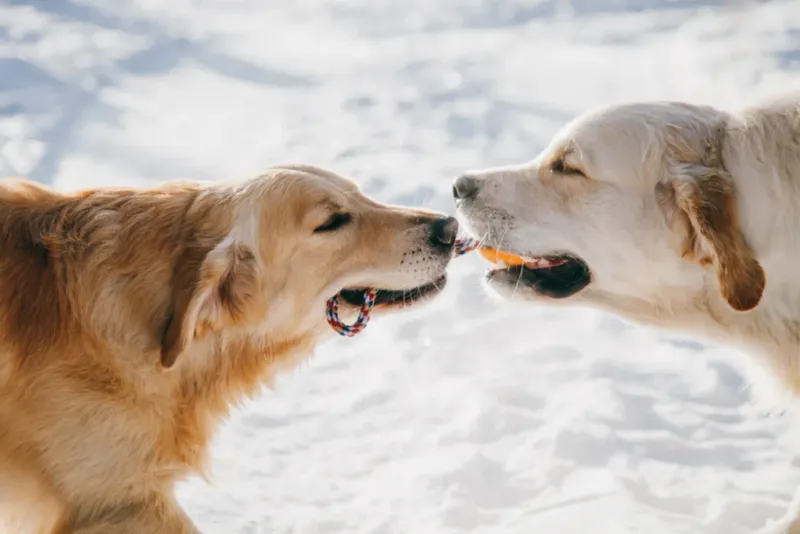 Golden Retrievers: Double The Golden Love