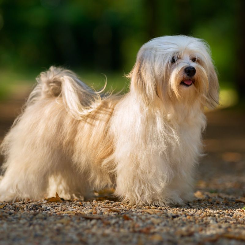 Havanese: The Velcro Companions