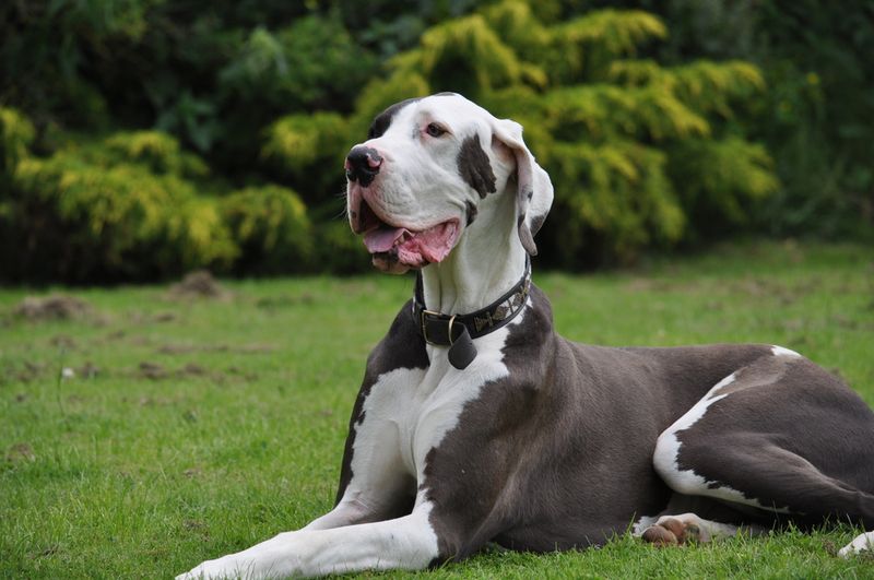 Great Danes: Gentle Giants Who Think They're Tiny