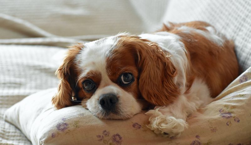 Cavalier King Charles Spaniels