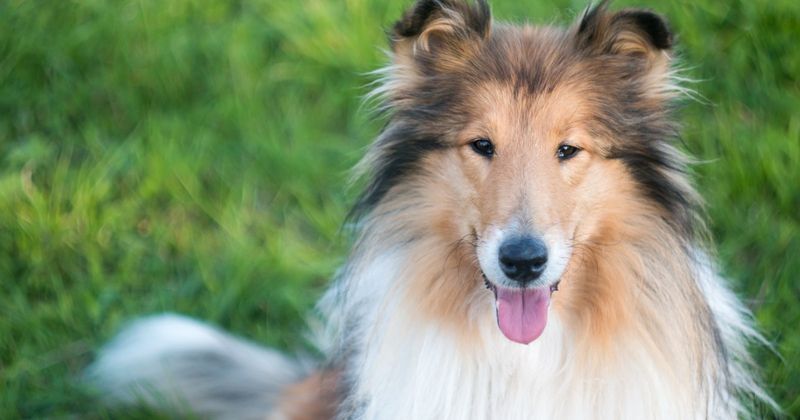 Collie: The Intuitive Communicator