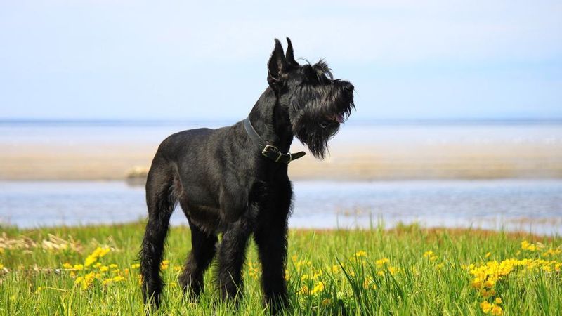 Giant Schnauzers: Working-Class Heroes