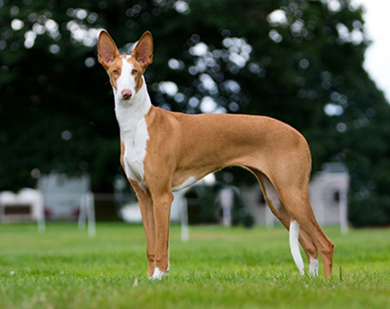 Ibizan Hound's Elegant Ears