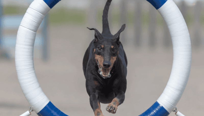 Manchester Terrier