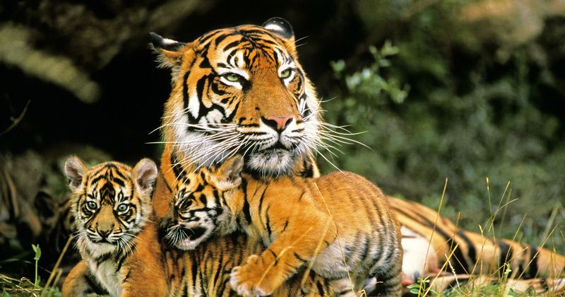 Sumatran Tiger