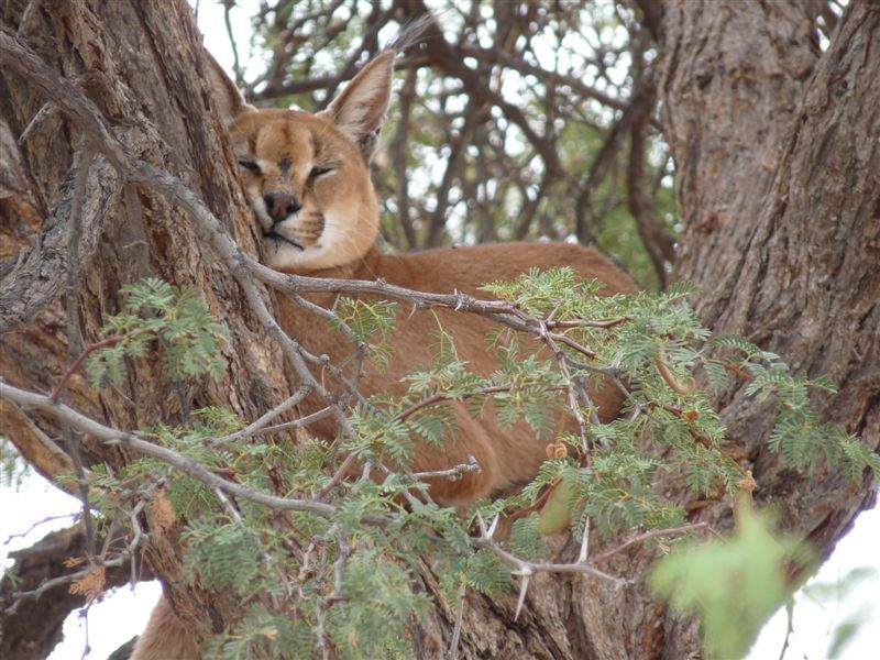 Caracal