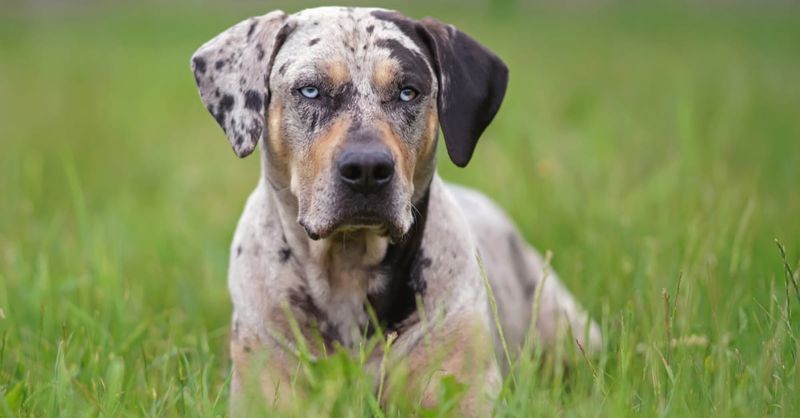 Catahoula Leopard Dog