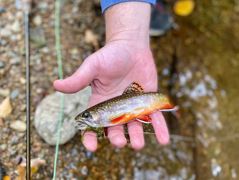 Brook Trout