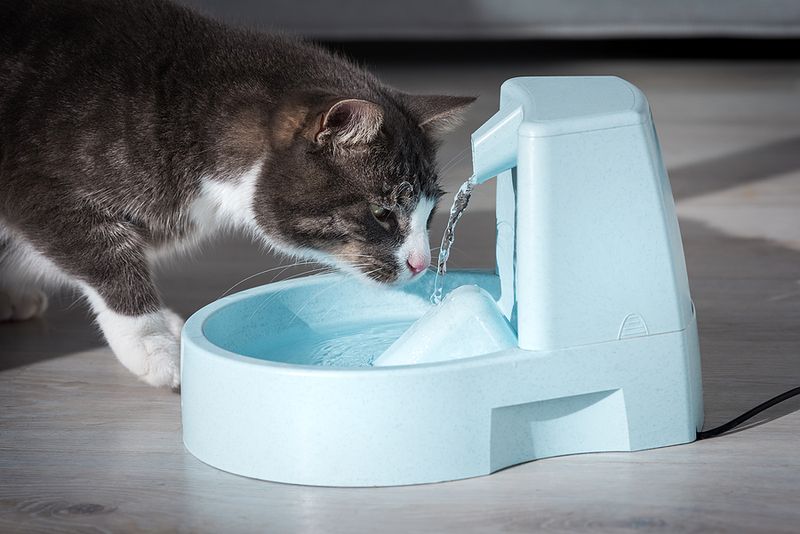 Dirty Water Bowls Discourage Hydration