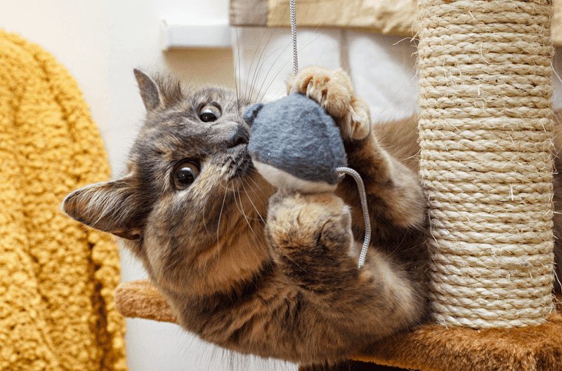 Neglecting Enrichment Needs