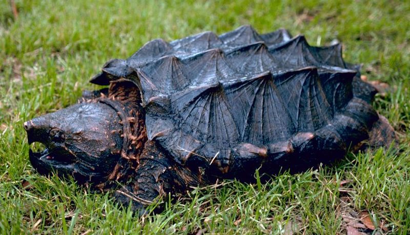 Nature's Living Fossil: The Alligator Snapping Turtle