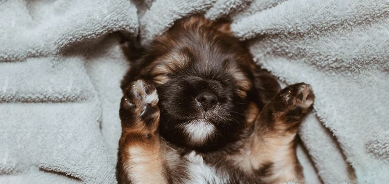 Puppies Dream More Than Adult Dogs
