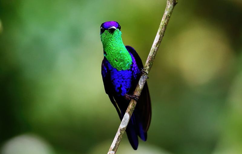 Violet-Crowned Woodnymph