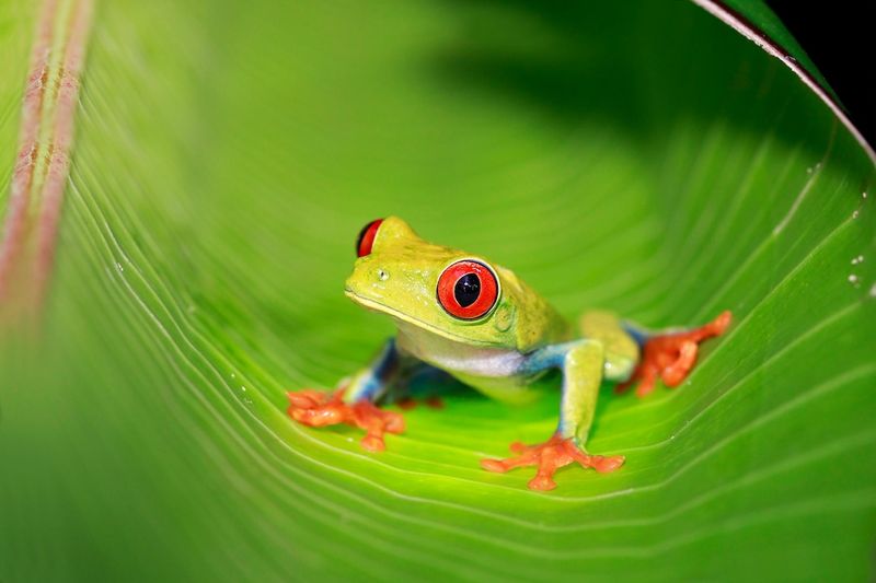 Red-Eyed Tree Frogs With Neon Green Bodies
