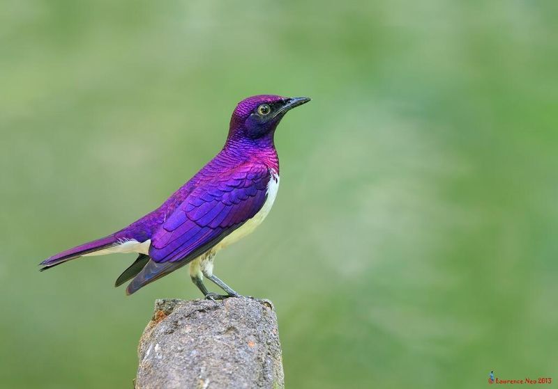 Violet-Backed Starling: Nature's Purple Gem