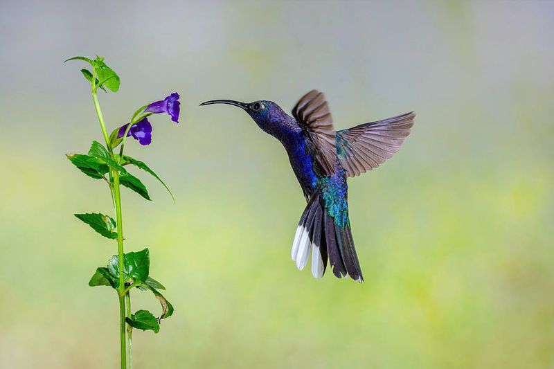 Violet Sabrewing Hummingbird