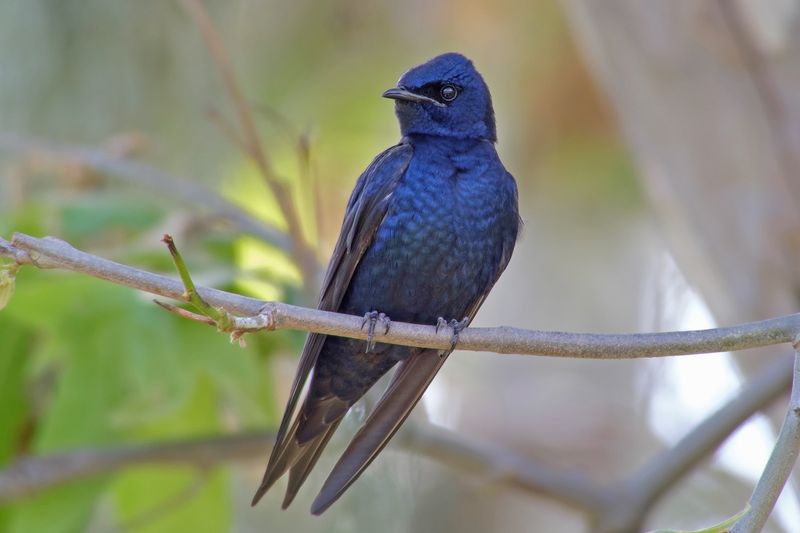Purple Martin: Backyard's Aerial Acrobat