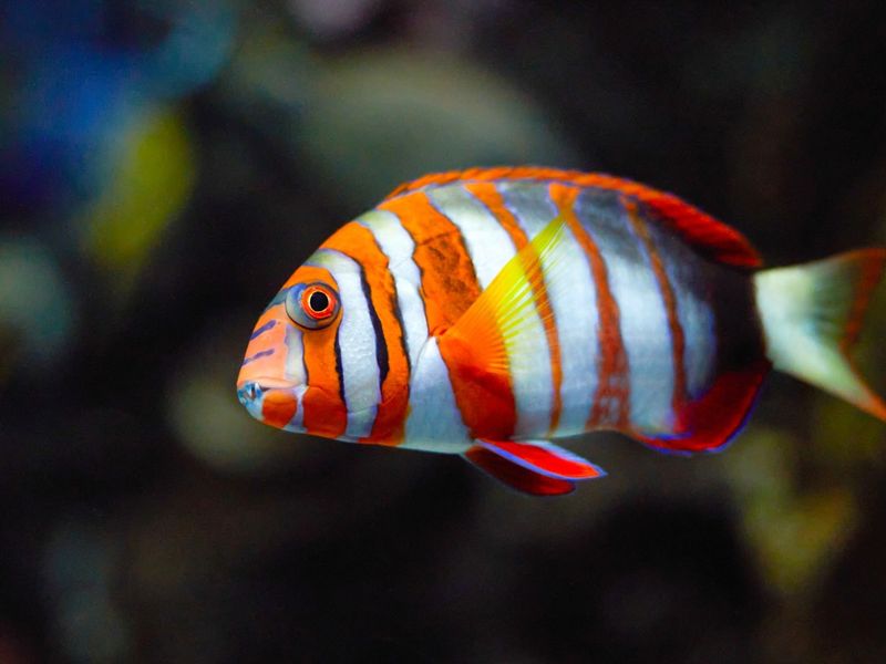 Purple Harlequin Tuskfish