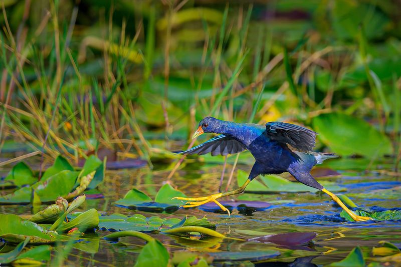 Purple Gallinule: Swamp Rainbow Walker