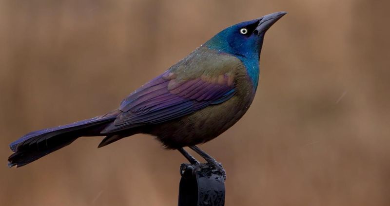 Common Grackle