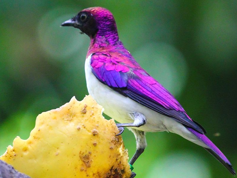 Violet-Backed Starling