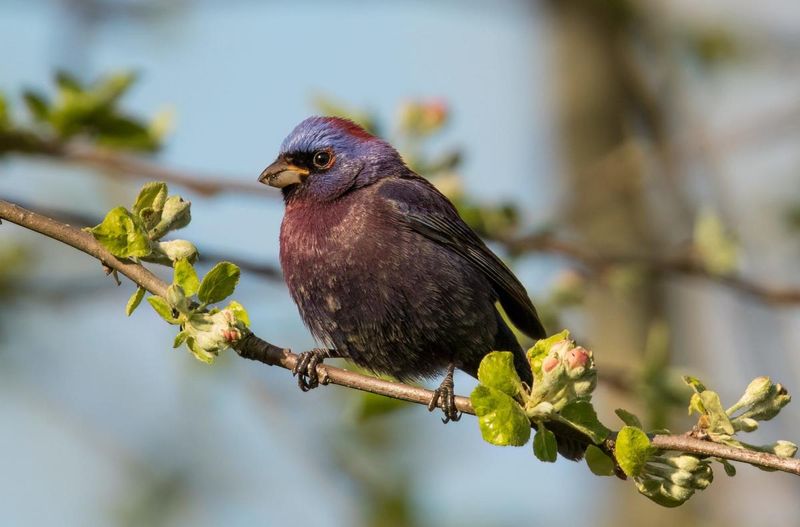 Varied Bunting