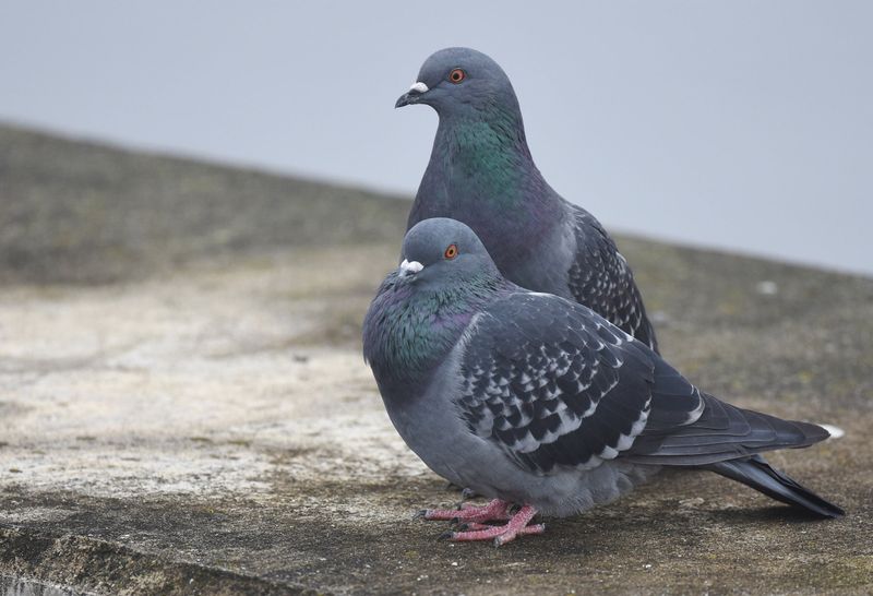 Feral Rock Dove