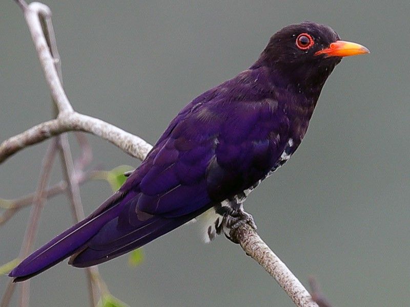 Violet Cuckoo