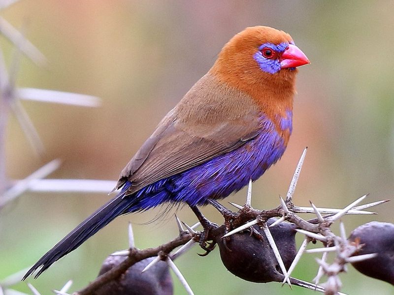Purple Grenadier: Africa's Violet Firework