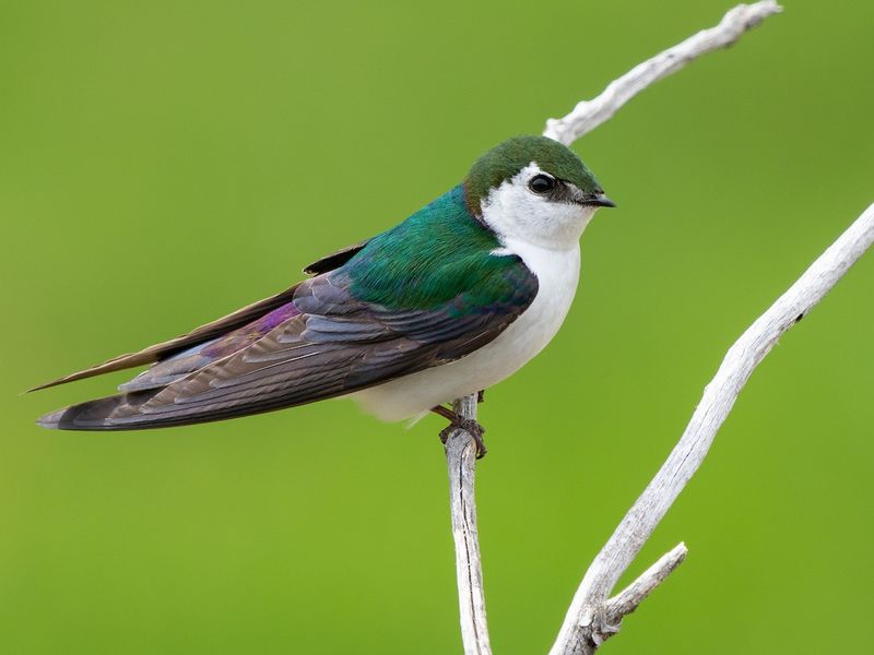 Violet-Green Swallow