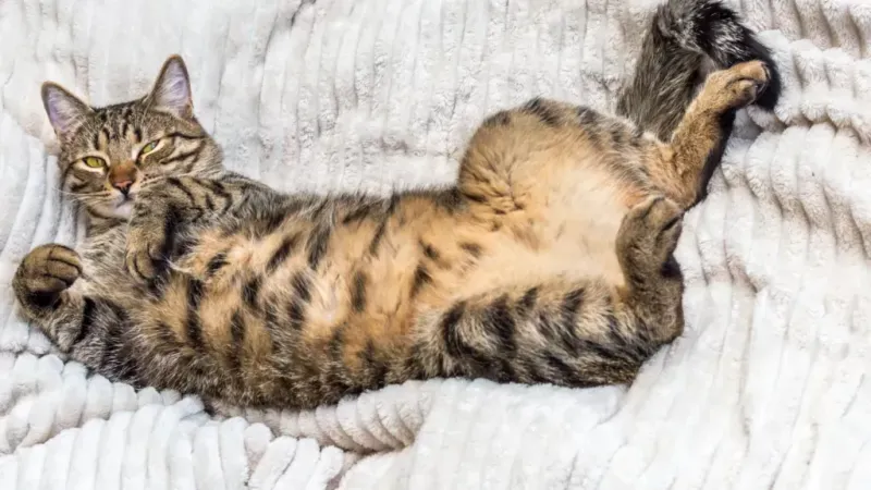 The Belly Flash Of Trust