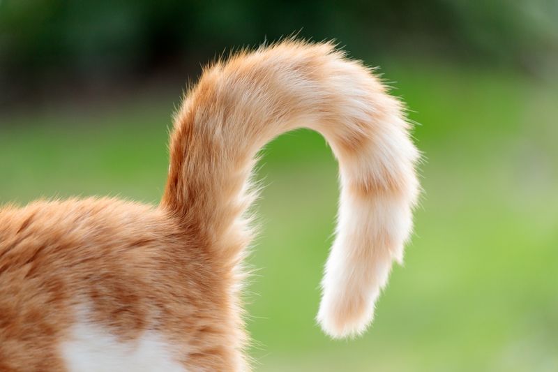 Tail Whirl Dance